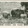 Wombat and young.