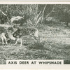 Axis deer at Whipsnade.