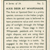 Axis deer at Whipsnade.