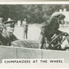 Chimpanzees at the wheel.