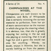 Chimpanzees at the wheel.