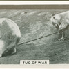 Tug-of-war.