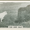 Yak and calf.