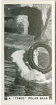 A "tyred" polar bear.
