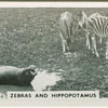 Zebras and hippopotamus.