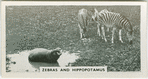 Zebras and hippopotamus.