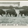 Bison grazing at Whipsnade.