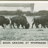 Bison grazing at Whipsnade.