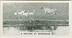 A meeting at Whipsnade.