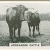 Afrikander cattle.