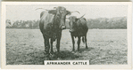 Afrikander cattle.
