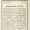 Afrikander cattle.