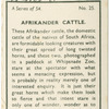 Afrikander cattle.