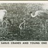 Sarus cranes and young one.