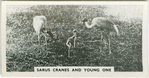 Sarus cranes and young one.
