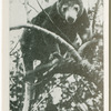 A tree kangaroo.