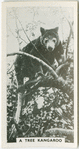 A tree kangaroo.