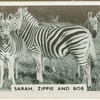 Sarah, Zippie, and Bob.