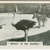 "What is he doing?"