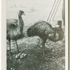Emus at Whipsnade.