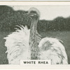 White rhea.