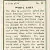 White rhea.