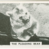The pleading bear.