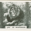"Joe" of Whipsnade.