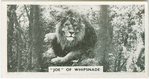 "Joe" of Whipsnade.