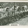 Dingoes.