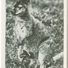 A wallaby and young.