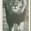 "Prince" of Whipsnade.