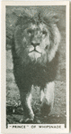 "Prince" of Whipsnade.