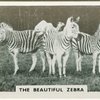 The beautiful zebra.
