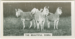 The beautiful zebra.