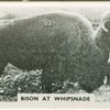 Bison at Whipsnade.