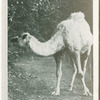 Bill of Whipsnade.