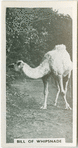 Bill of Whipsnade.