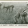 A happy family at Whipsnade.