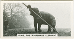 Dixie the Whipsnade elephant.