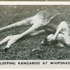 Sleeping kangaroo at Whipsnade.