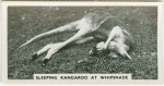 Sleeping kangaroo at Whipsnade.