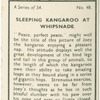 Sleeping kangaroo at Whipsnade.