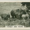 Wombat and young.