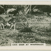 Axis deer at Whipsnade.