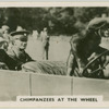 Chimpanzees at the wheel.