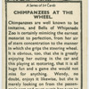 Chimpanzees at the wheel.