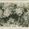 Ranee.