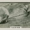 Tug-of-war.