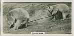 Tug-of-war.
